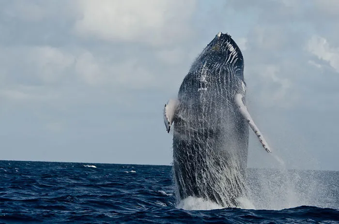 Humpback Whale Breach