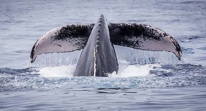 Humpback Whale Near Maui