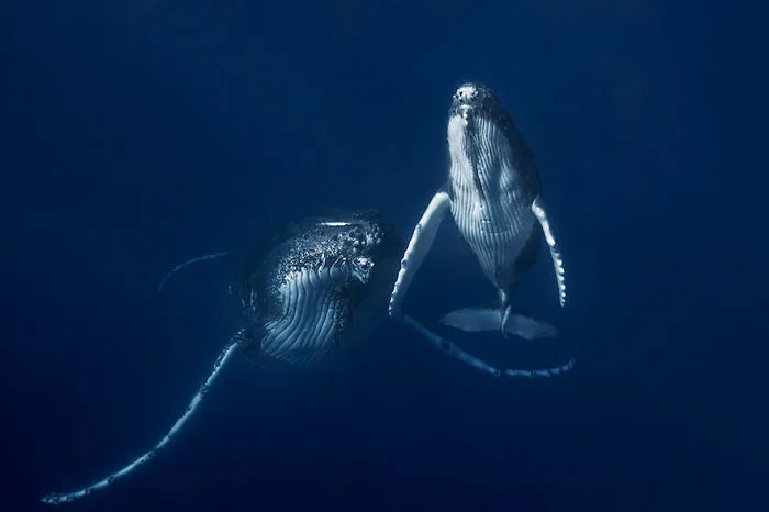 Whale Mother And Calf Pair