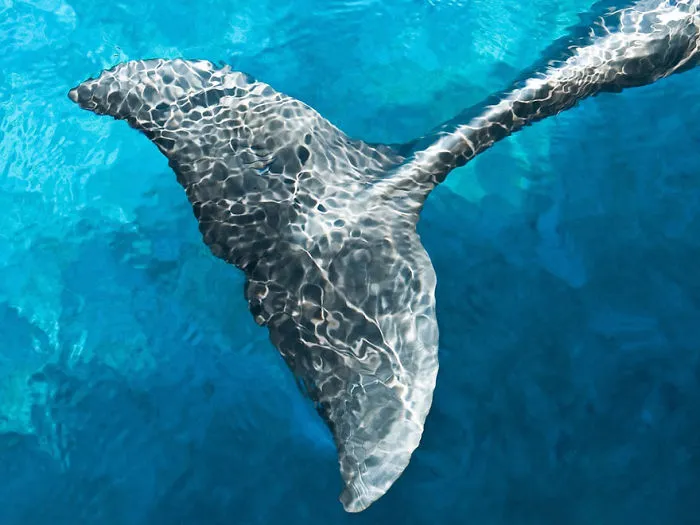 Whale Tail