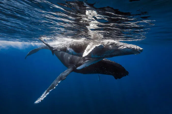 Mother And Baby Humpback Whales