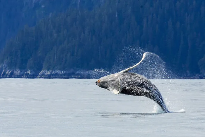 Whale - Dancer