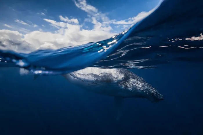 Humpback Whale And The Sky