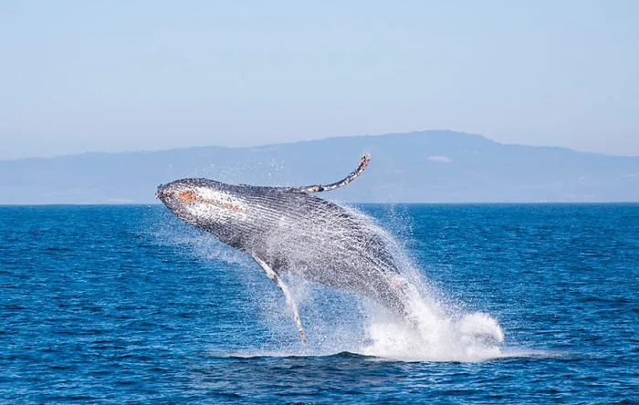 Humpback Whale