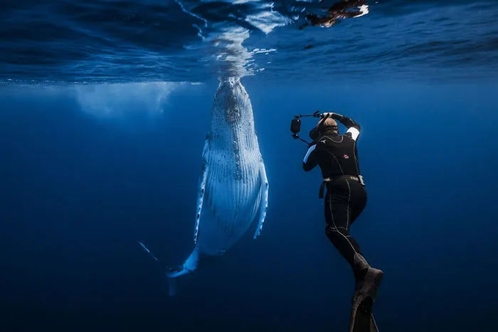 Humpback Whale With Underwater Photographer