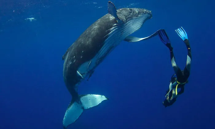 Humpback Whale Calf Dancing With Diver
