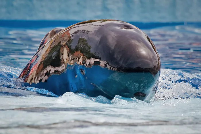 Pilot Whale