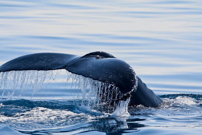 Whales Hervery Bay