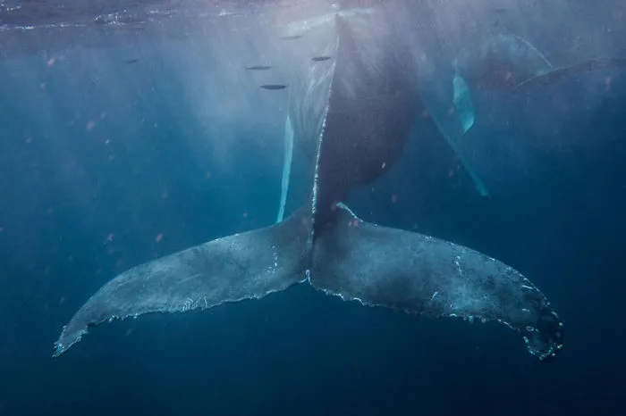Humpback Whale Tail