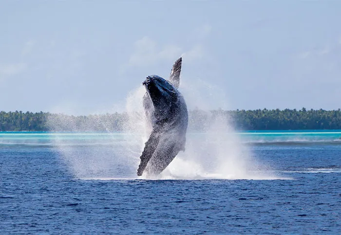 Whale In Pacific Ocean