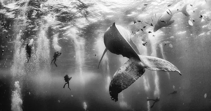 72 Majestic Whale Photos To Celebrate World Whale Day