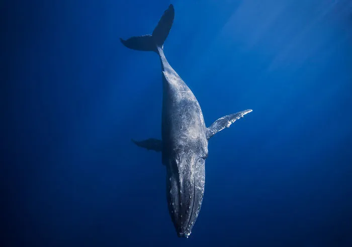 Humpback Whale