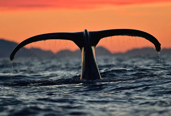 Go Into The Light And Fluke - Winter In Colourful Norway!