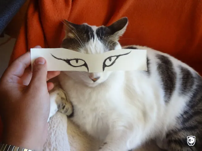 Boredcat :)