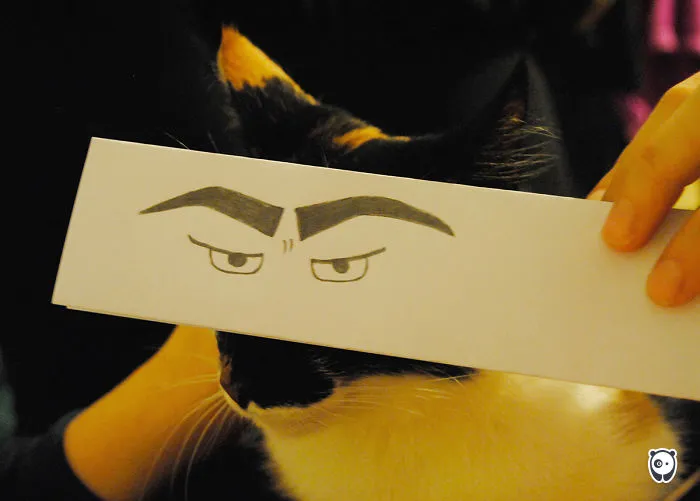 My Cat Wasn't Very Happy About This