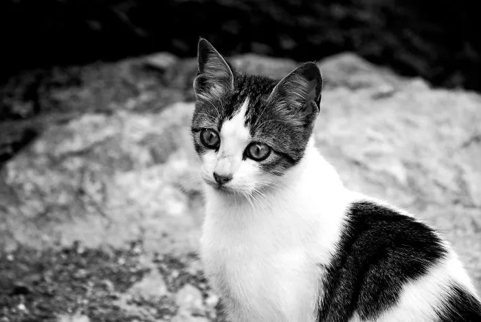 Cat Portraits