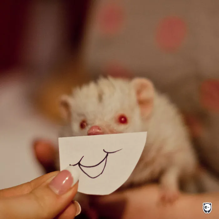 Smiling Hedgie