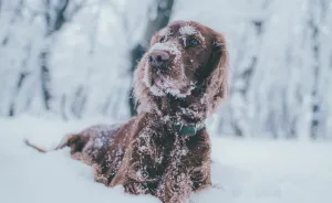 My Lovely Dog Boony Finds Happiness In Every Season