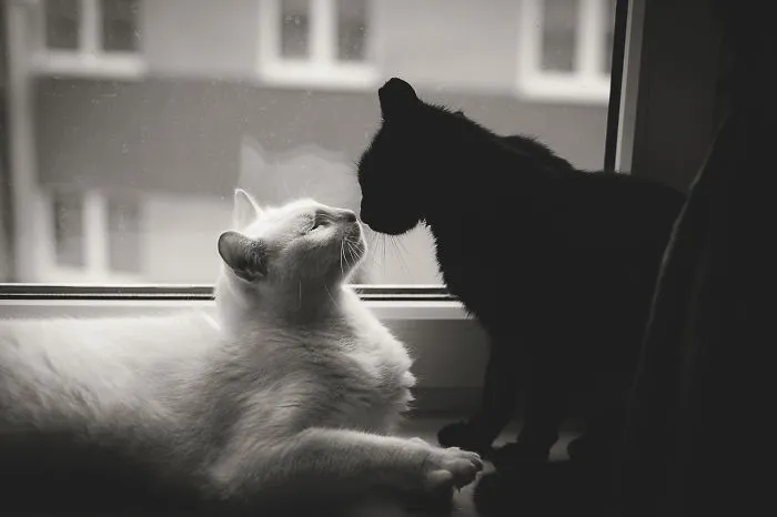 Black&white Love- Monika Małek