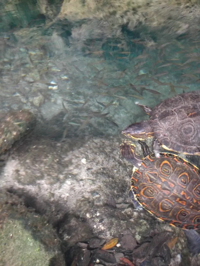Turtle Kiss