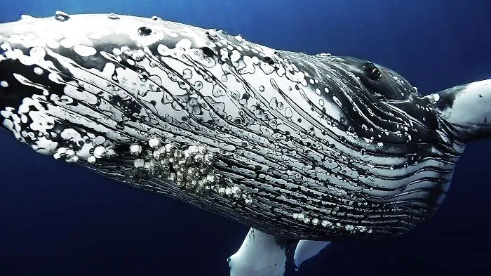 Curious Whale