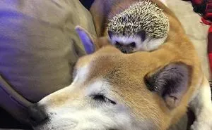 50 Adorable Pics To Celebrate Hedgehog Day