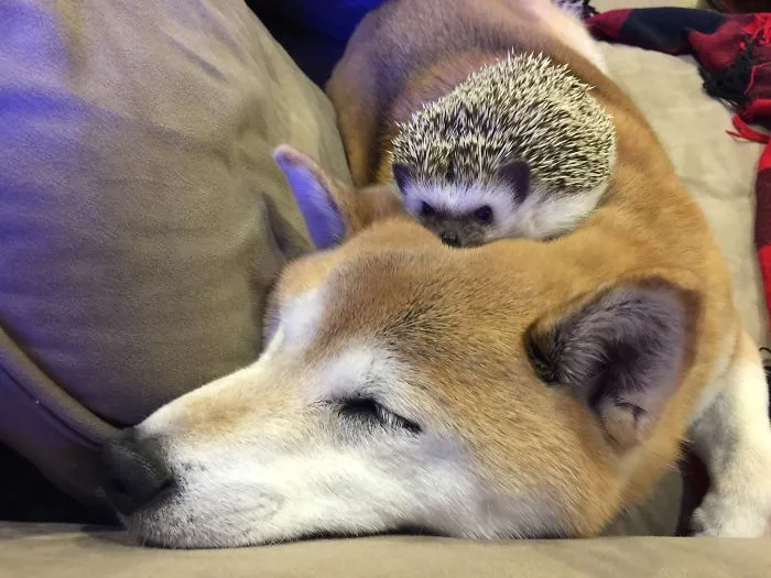 Hedgehogs Make Great Cuddle Buddies!  My Shiba Inu Toby Loves Him