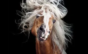 Instead Of Getting A Boring Office Job, I Followed My Dream To Become A Horse Photographer