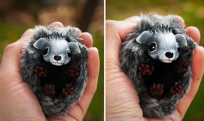 Baby Hedgehog