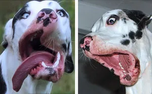 Meet Mutka, Our Dog Of A Thousand Faces