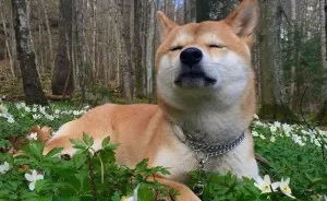 Meet Nana, The Shiba Inu Of My Life Who Is Turning 2 This Thursday