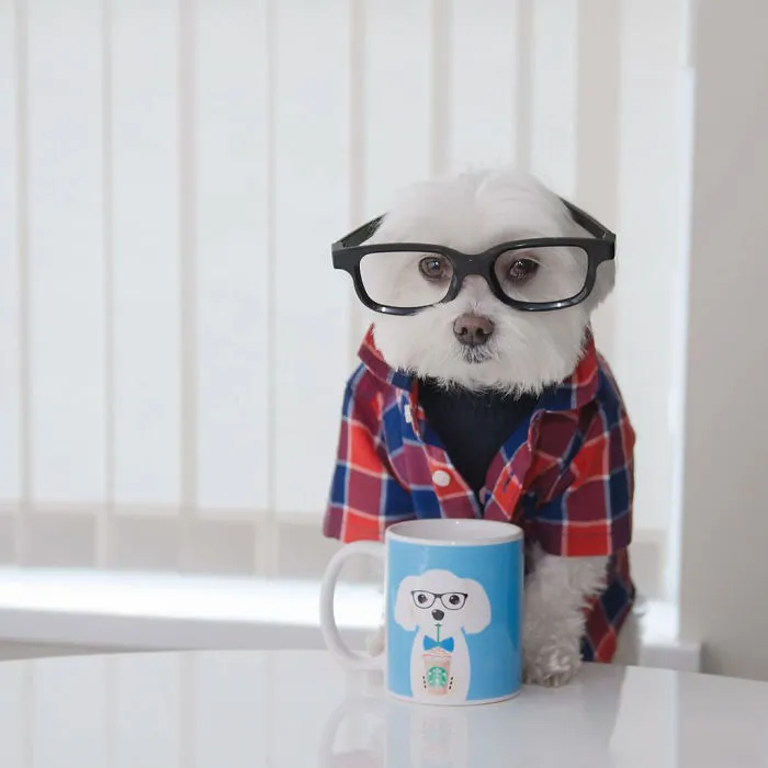 Meet Our Hipster Dog Toby, The Ryan Gosling Of Dogs