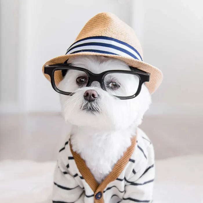 Meet Our Hipster Dog Toby, The Ryan Gosling Of Dogs