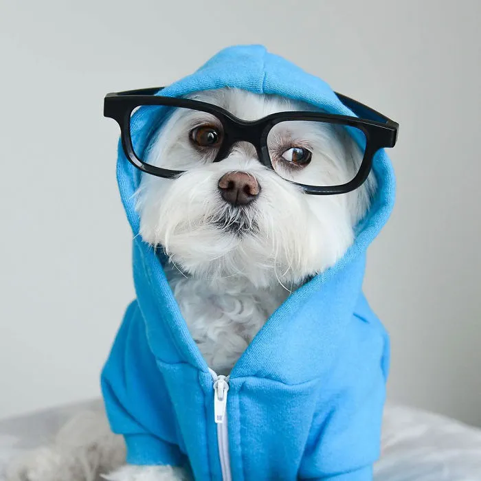 Meet Our Hipster Dog Toby, The Ryan Gosling Of Dogs