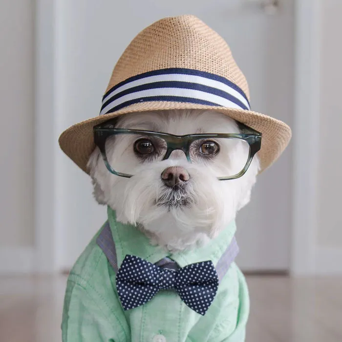 Meet Our Hipster Dog Toby, The Ryan Gosling Of Dogs