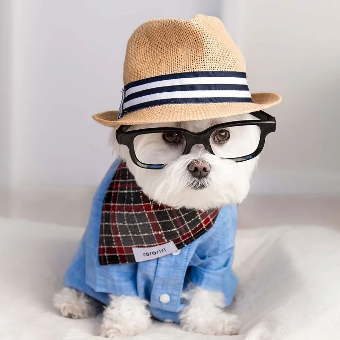 Meet Our Hipster Dog Toby, The Ryan Gosling Of Dogs