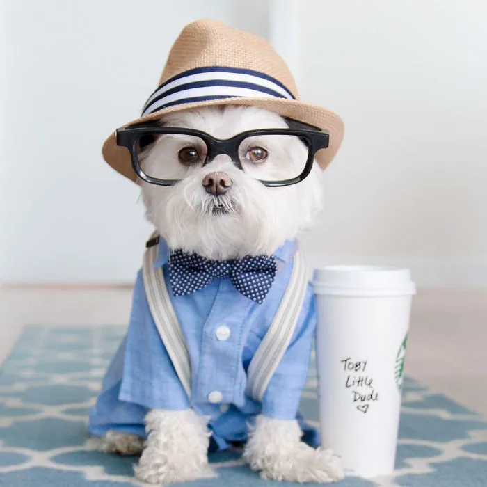 Meet Our Hipster Dog Toby, The Ryan Gosling Of Dogs