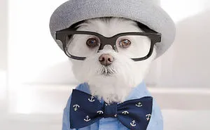 Meet Our Hipster Dog Toby, The Ryan Gosling Of Dogs