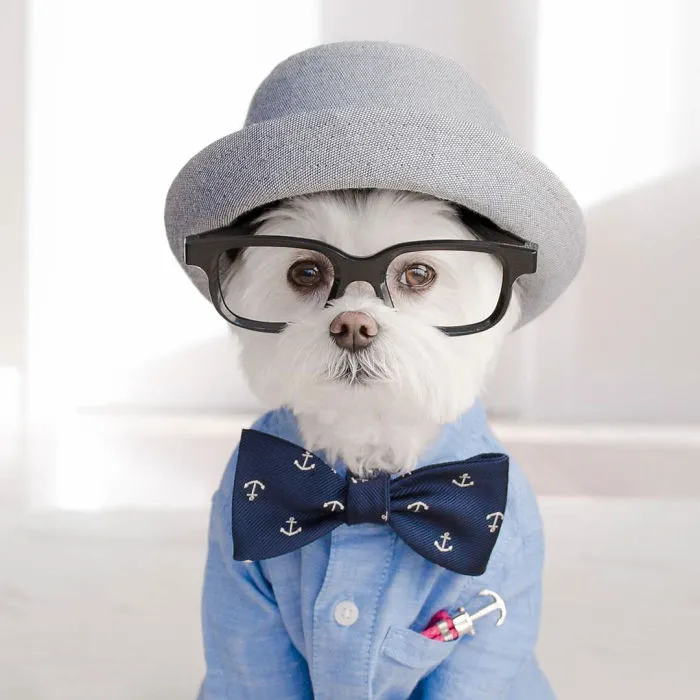 Meet Our Hipster Dog Toby, The Ryan Gosling Of Dogs
