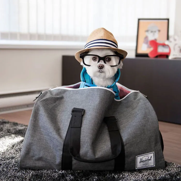 Meet Our Hipster Dog Toby, The Ryan Gosling Of Dogs