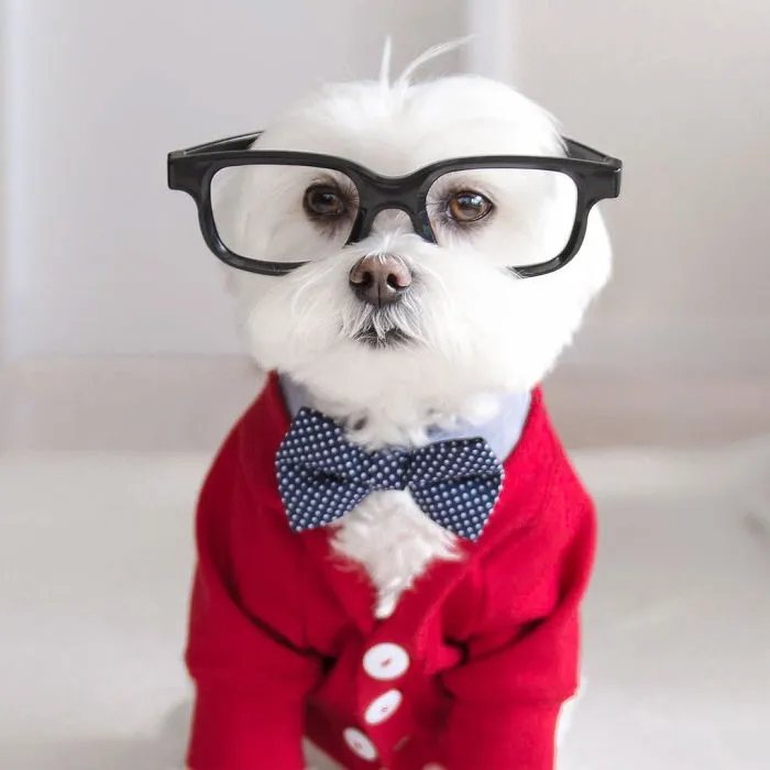 Meet Our Hipster Dog Toby, The Ryan Gosling Of Dogs