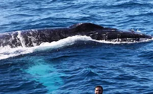 72 Majestic Whale Photos To Celebrate World Whale Day