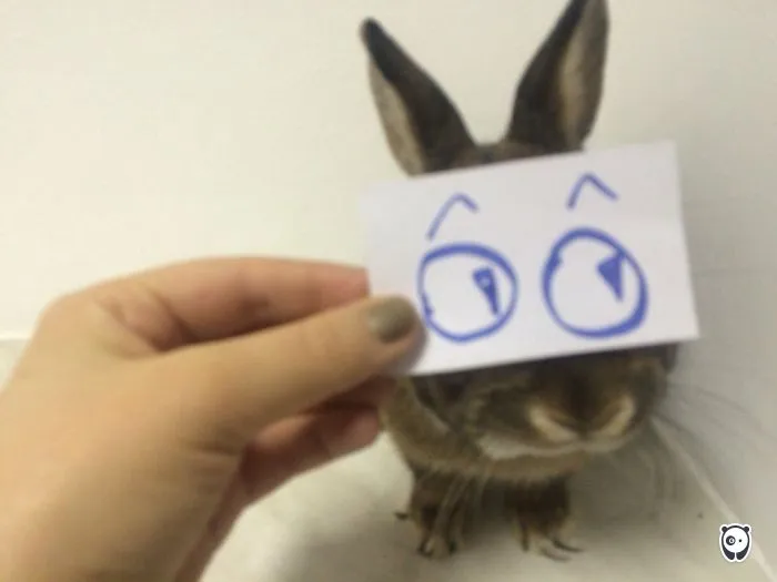 I Am A Rabbit Busia