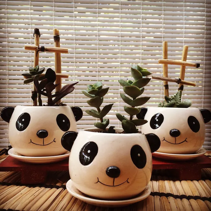Things Panda Lover Should Get