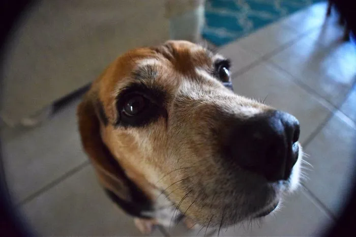 I Nose You Have Food!