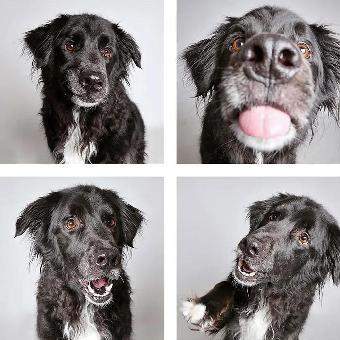 Jack - Adopted