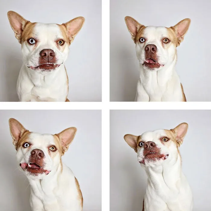 Spot - Adopted