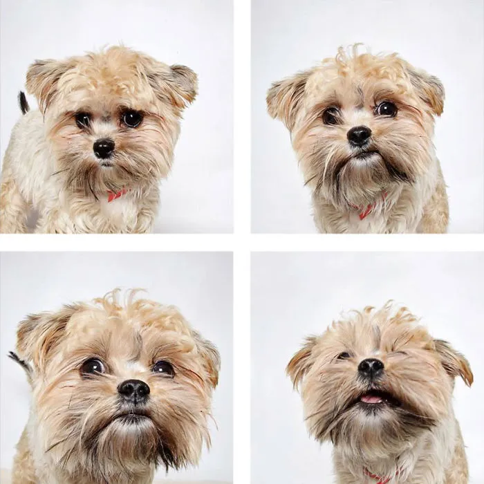 Angel - Adopted
