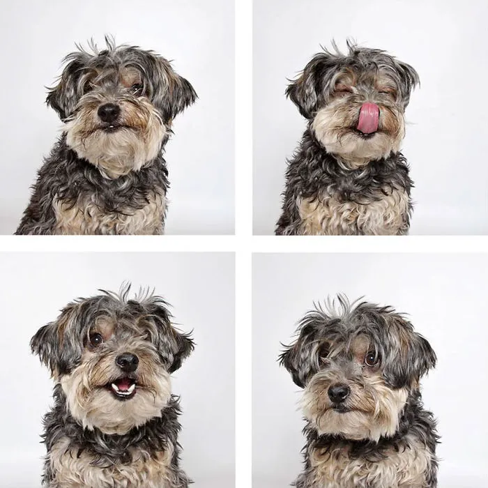 Roxy - Adopted