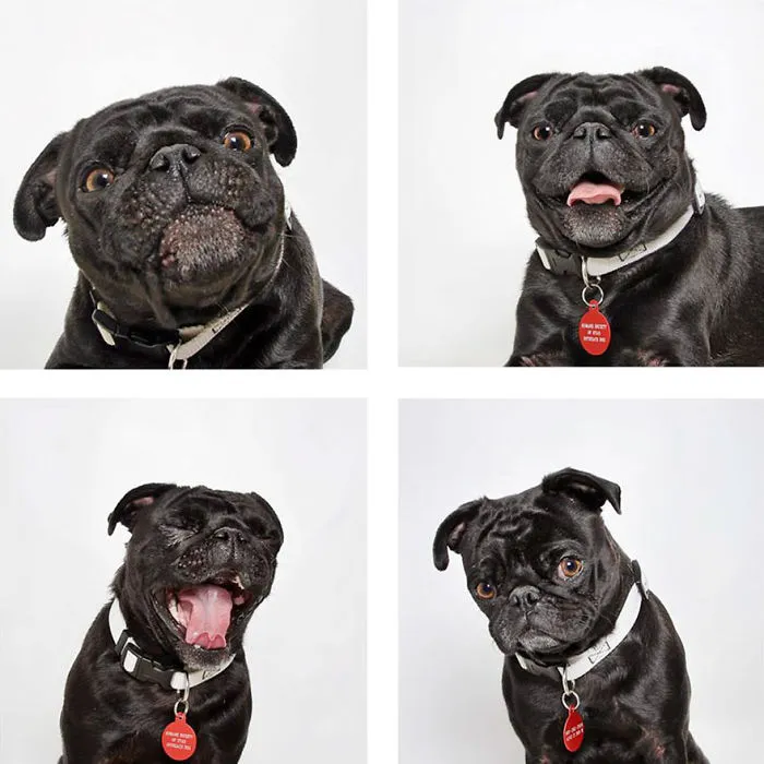 Dug - Adopted